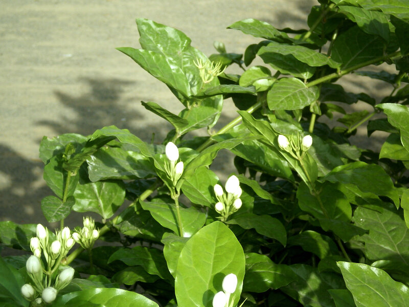 white jasmine flowers on green bush