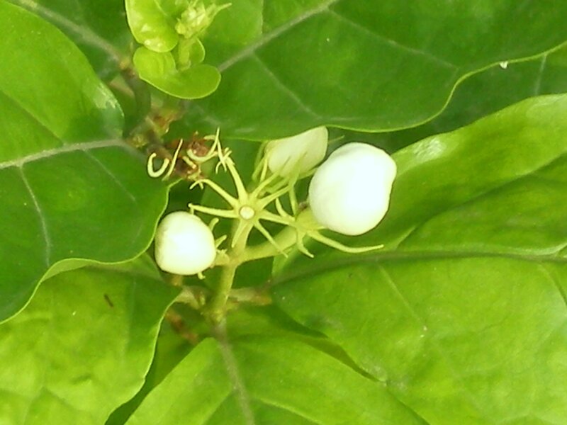 white jasmine flowers on green leaves
