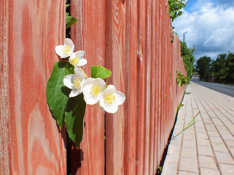 White Jasmine Flowers — Red