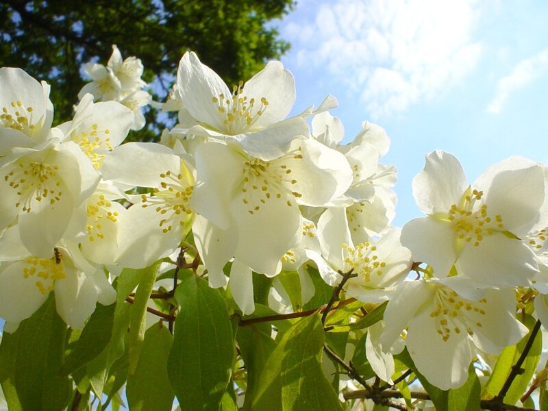 White Jasmine Flowers — Serene, Afternoon, Photograph, Green Leaves