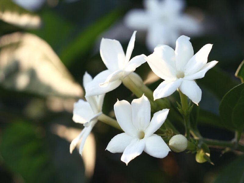 White Jasmine Flowers — Serene, Afternoon, Photograph, Leaves
