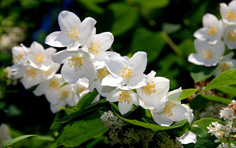 White Jasmine Flowers — Serene, Afternoon