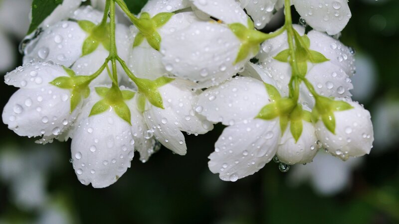 White Jasmine Flowers — Serene, Morning, Photograph, Drops, Buds