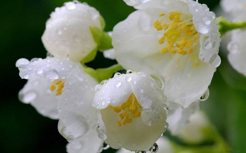 White Jasmine Flowers — Serene, Morning, Photograph, Drops, Petals