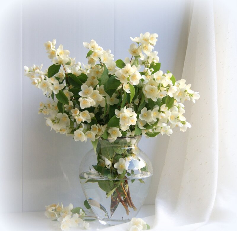 White Jasmine Flowers — Serene, Morning, Photograph, Vase