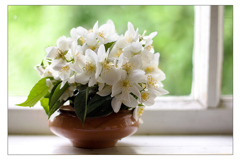 White Jasmine Flowers — Serene, Morning