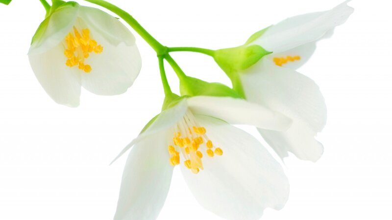 White Jasmine Flowers — Serene, Photograph, Green Stems
