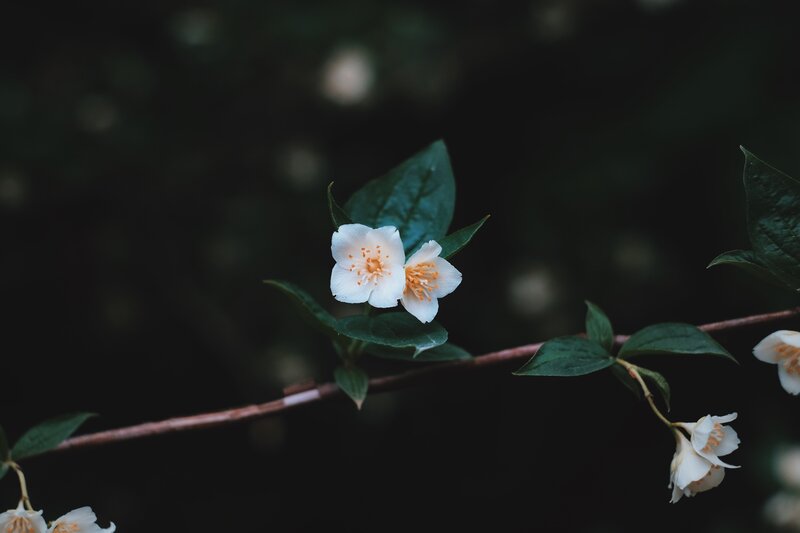 White Jasmine Flowers — Serene, Photograph, Leaves