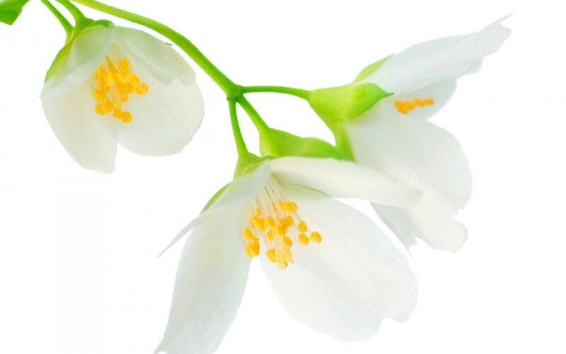White Jasmine Flowers — Serene, Photograph, Stems
