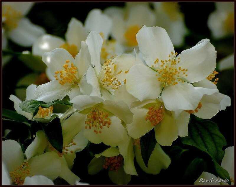 White Jasmine Flowers — Serene, Photograph