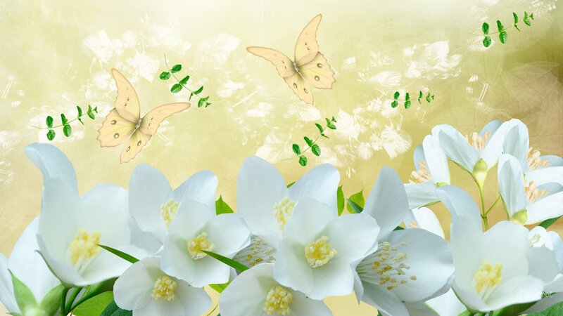 White Jasmine Flowers — Serene, Spring, Digital Art