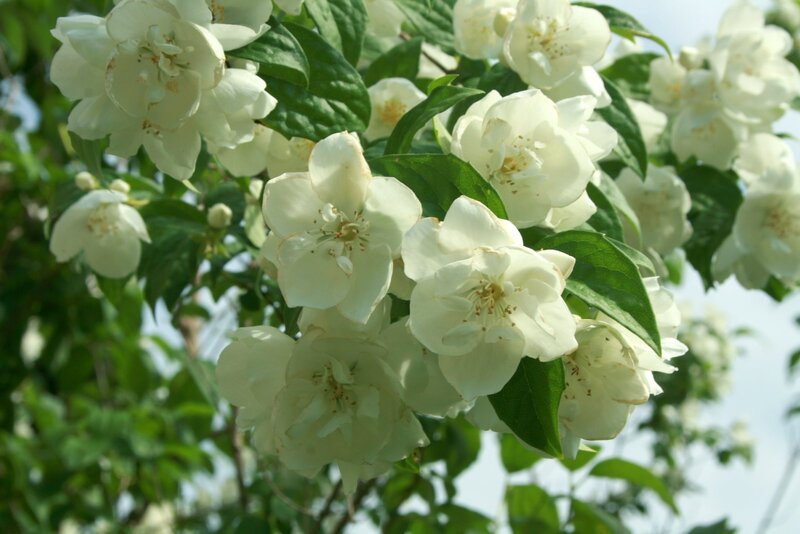 White Jasmine Flowers — Serene, Spring, Photograph, Green Leaves, Blossoms