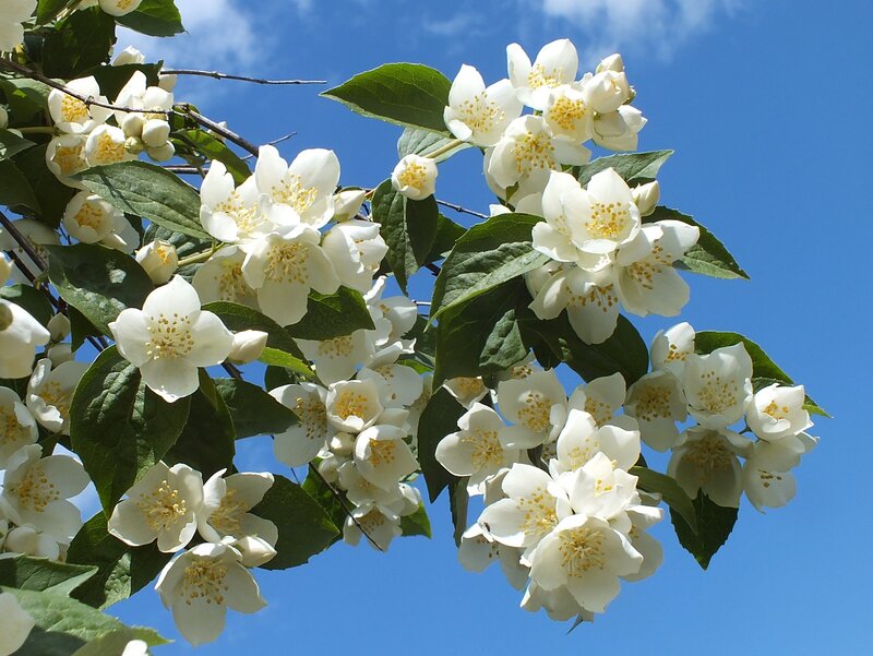 White Jasmine Flowers — Serene, Spring, Photograph, Green Leaves, Blue Sky