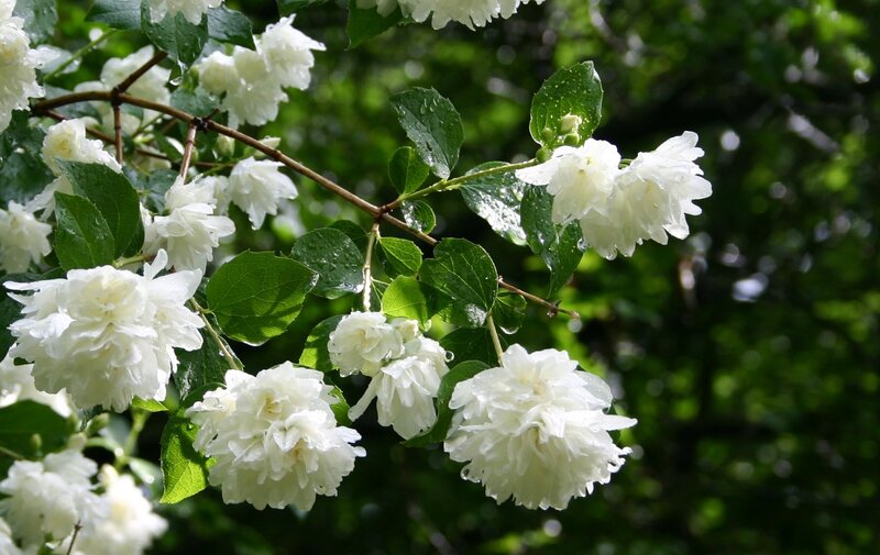 White Jasmine Flowers — Serene, Spring, Photograph, Green Leaves, Branch, Raindrops