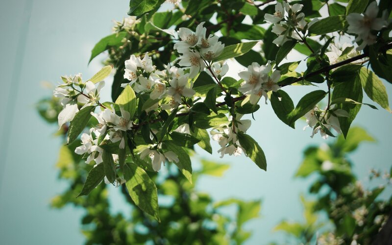 White Jasmine Flowers — Serene, Spring, Photograph, Green Leaves, Branch, Sky