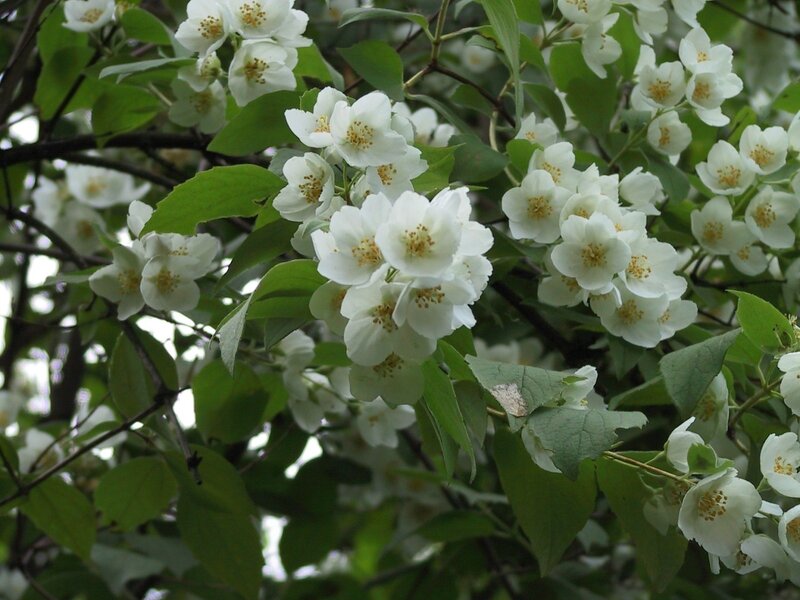 White Jasmine Flowers — Serene, Spring, Photograph, Green Leaves, Branches, Green
