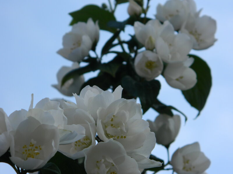 White Jasmine Flowers — Serene, Spring, Photograph, Green Leaves, Sky