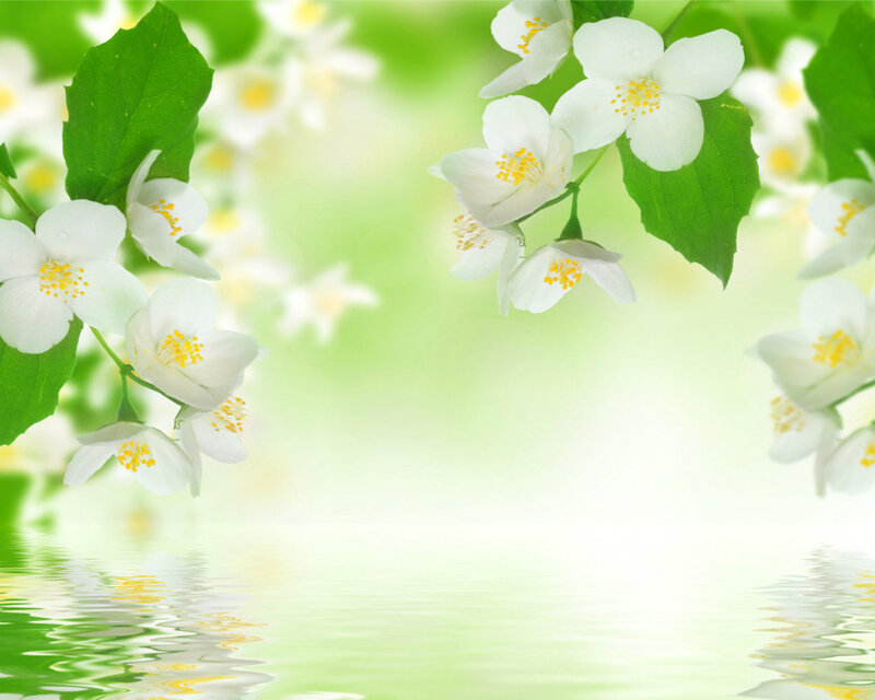 White Jasmine Flowers — Serene, Spring, Photograph, Green Leaves, Water Reflection