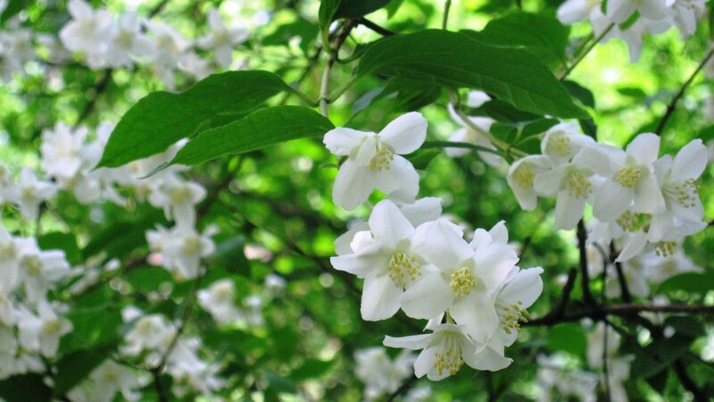 White Jasmine Flowers — Serene, Spring, Photograph, Leaves