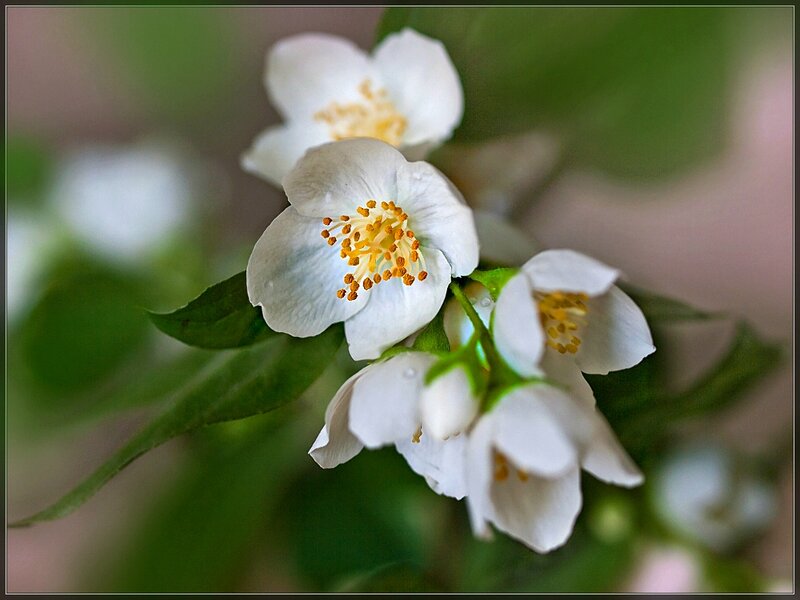 White Jasmine Flowers — Serene, Spring, Photograph