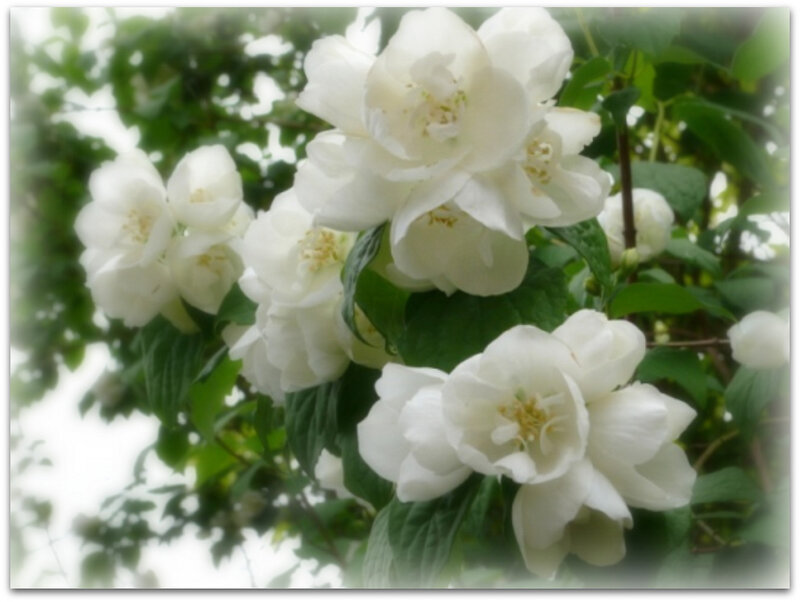White Jasmine Flowers — Serene, Spring