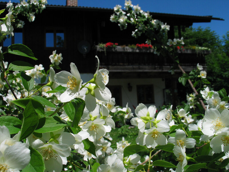 White Jasmine Flowers — Serene, Summer, Photograph