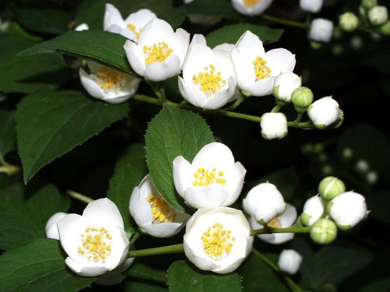 White Jasmine Flowers — Serene, Summer