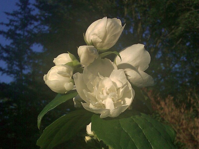 White Jasmine Flowers — Serene, Sunset