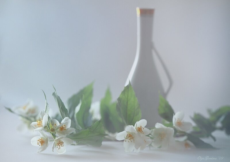 White Jasmine Flowers — Serene