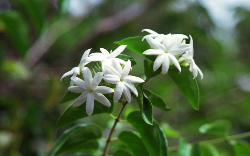 white jasmine flowers