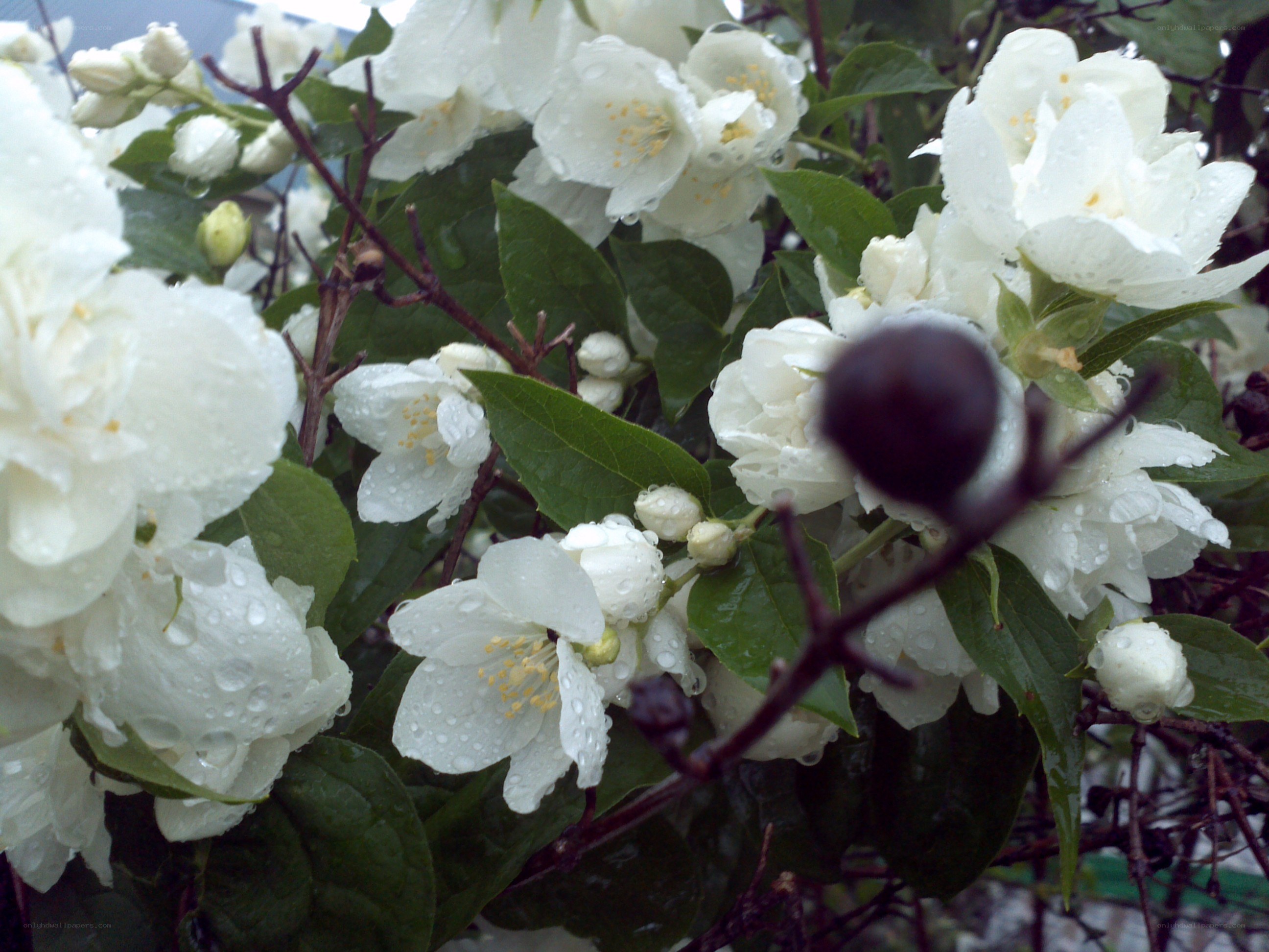 White jasmine flowers with raindrops