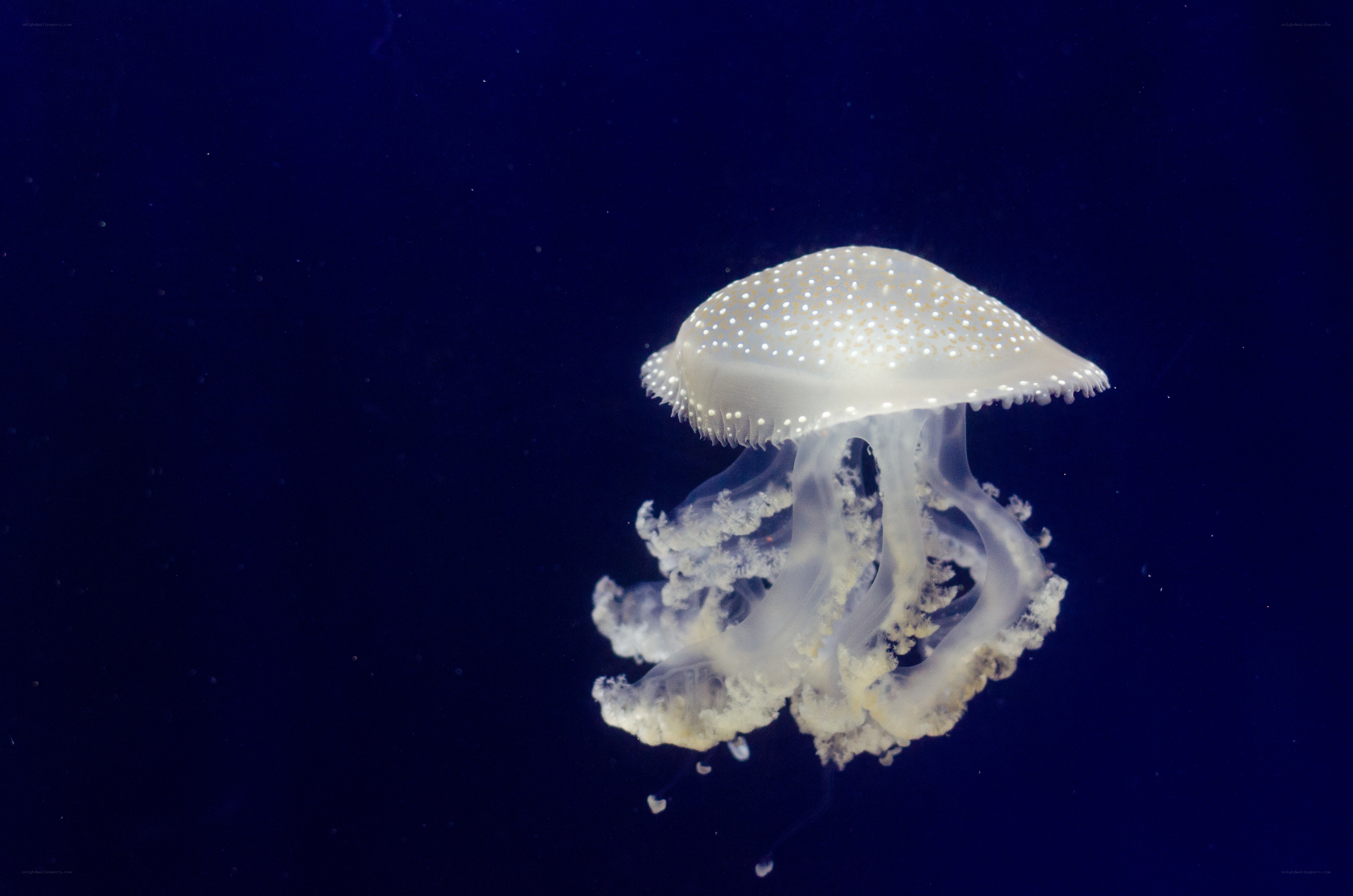 White jellyfish in dark water