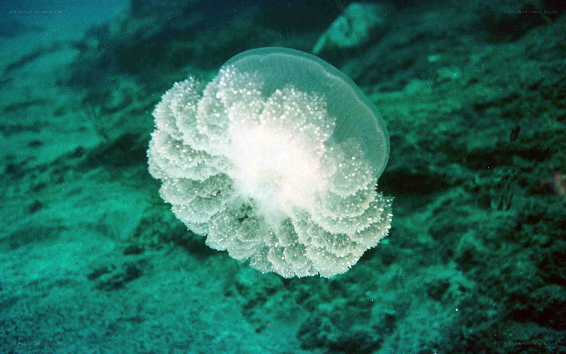 White jellyfish in ocean