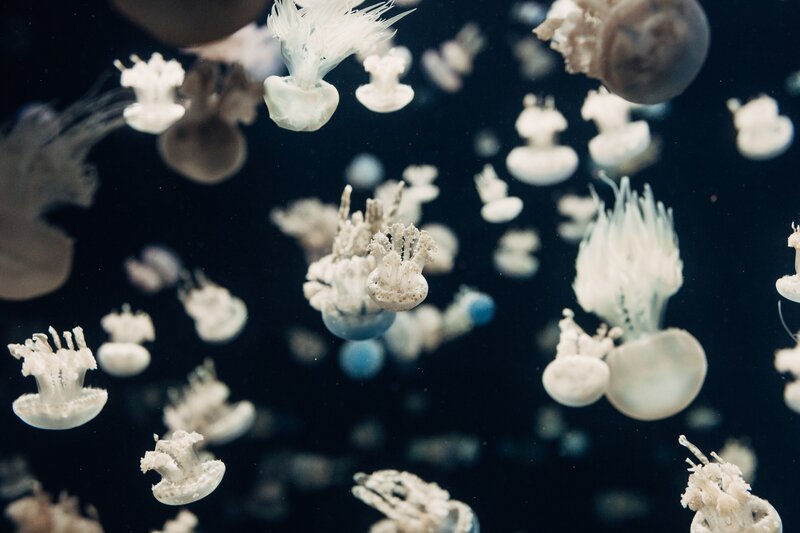 White Jellyfish in Water — Black