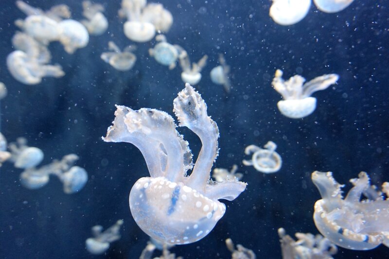 White Jellyfish in Water — Blue