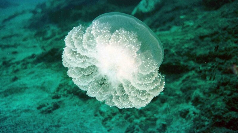White Jellyfish in Water