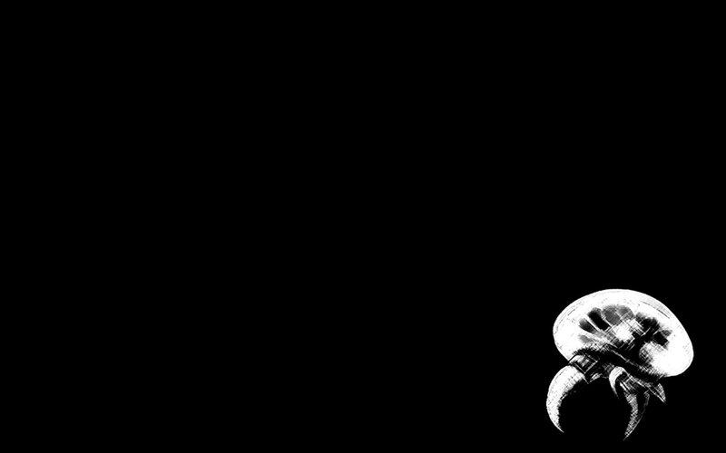white jellyfish on black background
