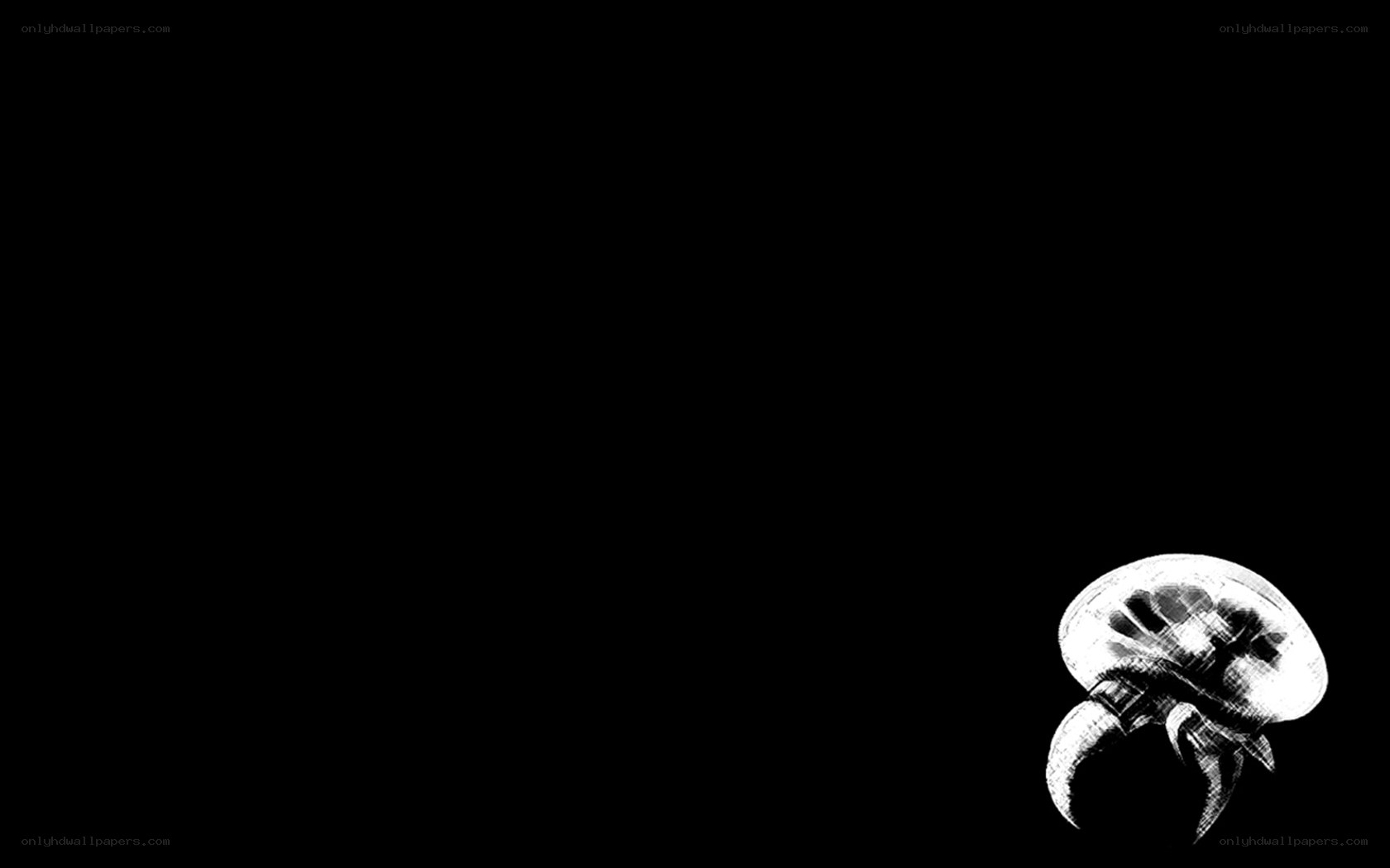 white jellyfish on black background