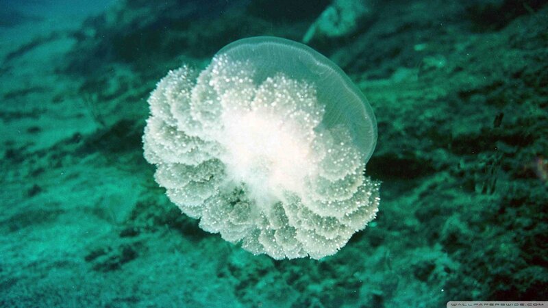 White Jellyfish Underwater