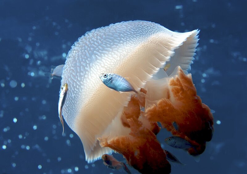 White Jellyfish with Fish — Blue, Serene