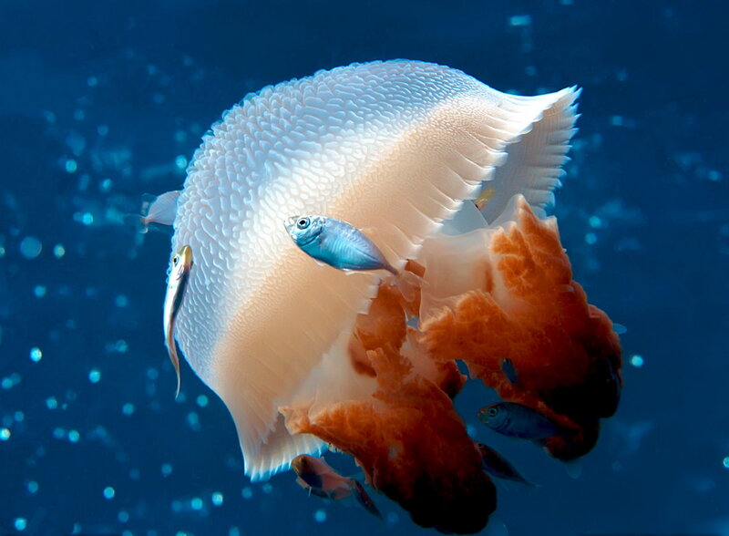 White Jellyfish with Fish — Blue