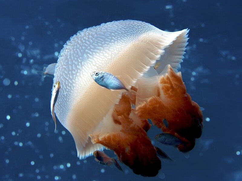 White Jellyfish with Fish