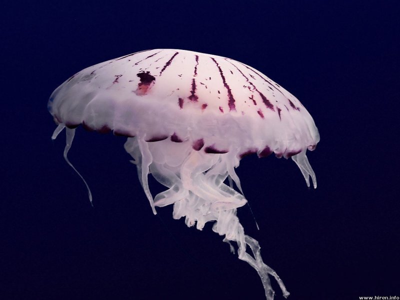 White Jellyfish with Purple Stripes