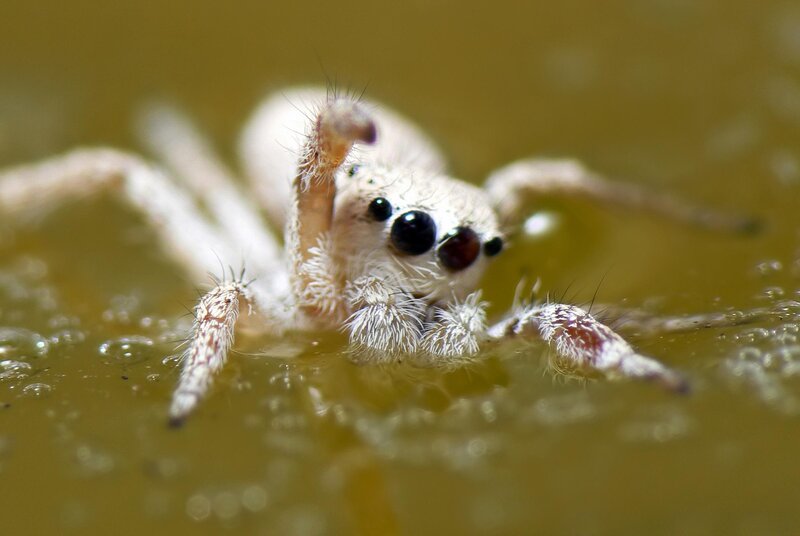 White Jumping Spider