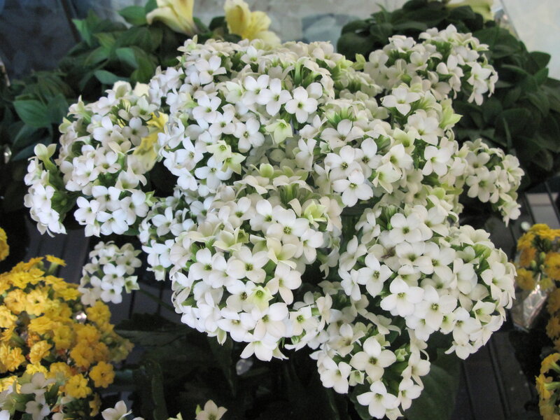 White Kalanchoe Flowers — Calm