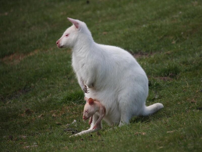White kangaroo with joey