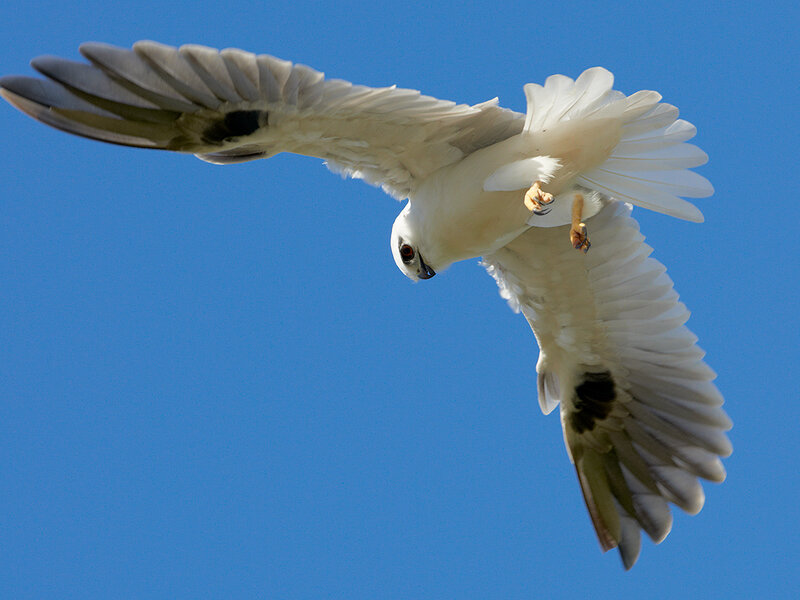 White Kite in Flight
