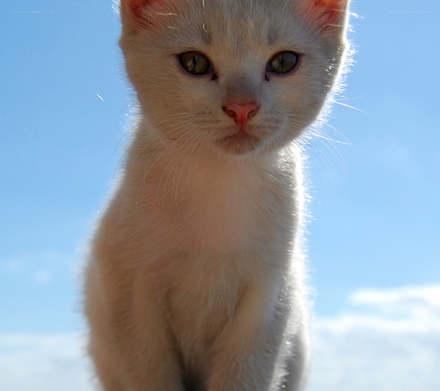 white kitten against blue sky