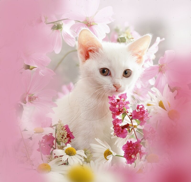 White Kitten Among Flowers