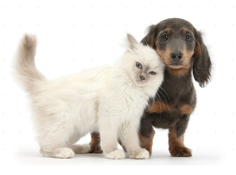 White Kitten and Dachshund Puppy